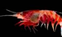 Dozens of strange creatures found in Indonesia