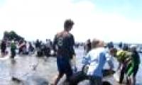 Dozens of whales are stranded on the coast of New Zealand