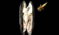 Dragonflies attack boys breeding