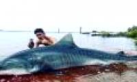 Dramatic guy subdued 4m tiger shark for 3 hours