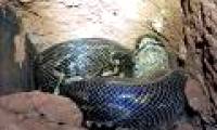 Dramatic python screen 'crisis' more than 4m, workers caught being '3rd party' fierce attack