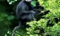 Drop Ha Tinh black langur to the forest