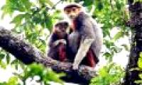 Drop two rare langur individuals to the forest
