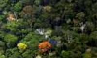 Drought, forest fires turn Amazon into a source of carbon emissions