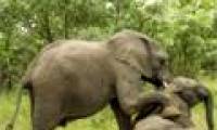 Drunk elephant fruit Marula leaned in the middle of the road
