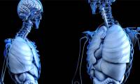Dutch doctors discover new organ in human body