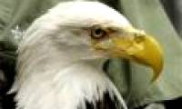 Eagle with an artificial beak