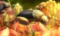Early detection of fossil insect pollination