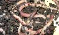 Earthworms help slow climate change