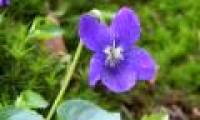 Eastern flower fragrance prevents prostate cancer