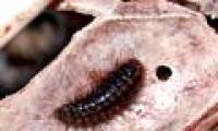 'Eat corpses' insects make you nape your hair