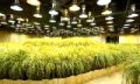 Eating cotton seeds and growing rice underground