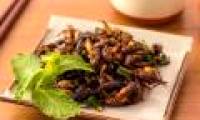 Eating crickets and insects is very good for the intestinal tract