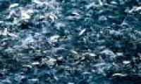 Eating fish extract reduces the risk of liver cancer