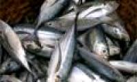 Eating fish reduces the risk of rheumatoid arthritis