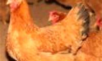 Eating hens can make your baby lose milk