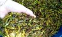 Eating insects is better for the environment than vegetarian eating dairy products
