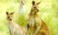 Eating Kangaroo meat contributes to reducing emissions
