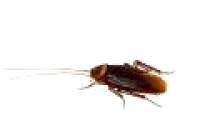 Eating less nutritious food makes fatty cockroaches more