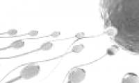 Eating lots of fat is considered to reduce sperm quality