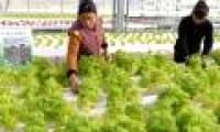 Eating lots of green vegetables helps prevent dementia in old age