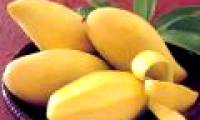 Eating mangoes can prevent breast cancer