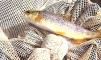 Eating one wild fish in the US is equivalent to drinking dirty water for a month.