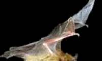 Eavesdropping like bats