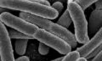 E.coli bacteria are also helpful