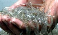 Eel is as transparent as glass, a global smuggled 'white gold' treasure