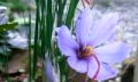 Effect of saffron on liver cancer