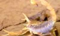 Effective green scorpion venom for cancer treatment