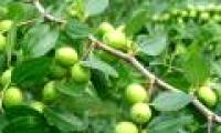 Effective healing effects from apple apples