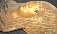 Egypt discovered 10 tombs of 2,500 years filled with mummies