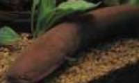 Electric eel and self-insulating ability