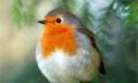 Electromagnetic waves disrupt the orientation of migratory birds