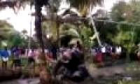 Elephant murdered trapped under a mud pit after escaping from the truck