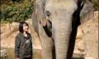 Elephants also know how to count