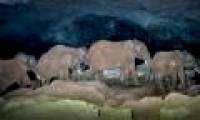Elephants enter a volcanic cave in search of salt to eat