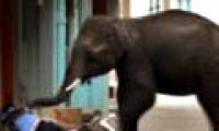 Elephants turn into 'murderers' when migrated