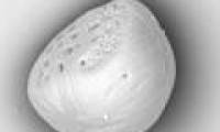 Elevated carbon dioxide makes the ear bones unusually large