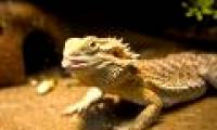 Elevated Earth temperature makes the lizard change sex
