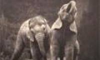 Emotional set of 'talking' of animals