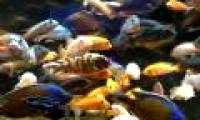 Emperor fish create new species due to 'mating'