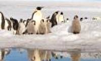 Emperor penguins can disappear forever