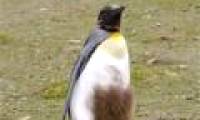 Emperor penguins change fur