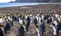 Emperor penguins congregate to the south of the Atlantic to begin the breeding season