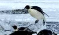 Emperor penguins face extinction