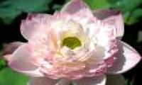 Enjoy the lotus flower blooming hundreds of wings