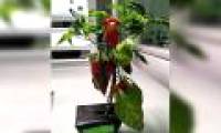 Espanõla will be the first fruit tree to be grown on ISS?